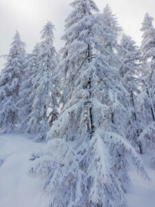 Location Sestriere freeride